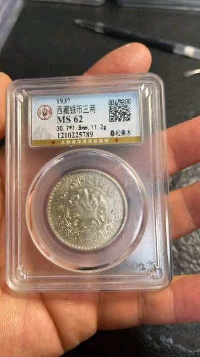 公博62分桑松果木稀少高分 - 公博62分桑松果木稀少高分