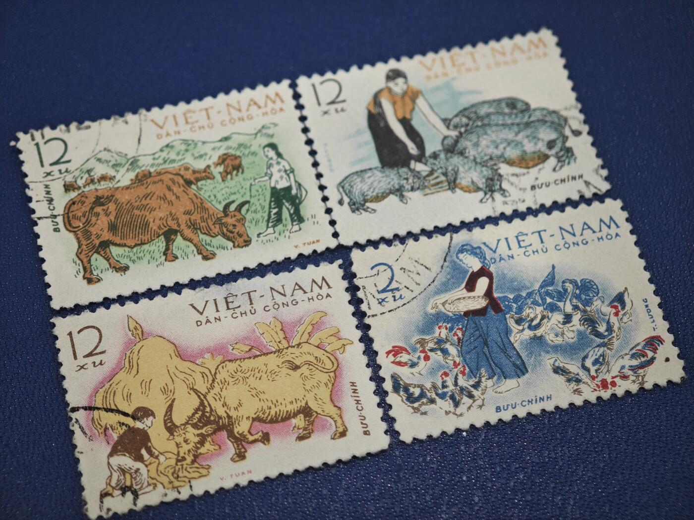 橙子收藏第八期(社会主义国家邮票专场)  越南民主共和国（北越）1960年代 畜牧业主题邮票4枚  这是一套以越南农村畜牧生产为主题的邮票，生动展现了北越时期发展农业、保障民生的场景，是反映越南农村生活的代表性邮政藏品。