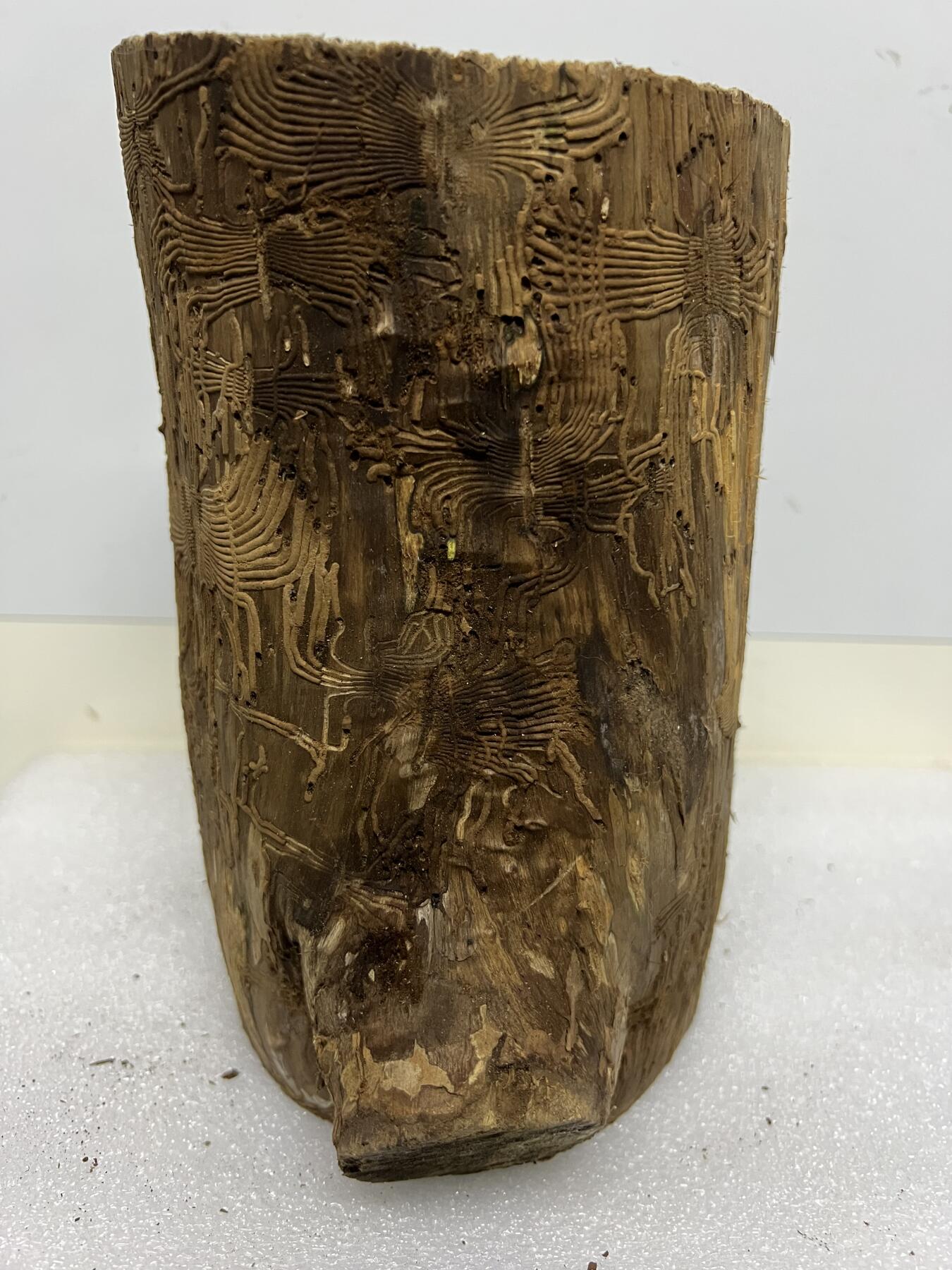 零元拍： 精品满虫花（无字天书）丁丁楠金丝楠 原木 墩子 圆凳 风水柱 横财（材），很难得的满虫花还带瘤花丁丁楠，做笔筒最佳选择， 这虫纹的金丝楠 大自然的鬼斧神工啊 画都画不出来，尺寸：21/14/15CM