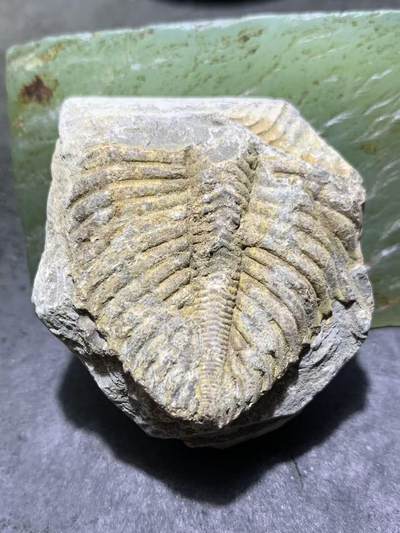 精美天然湘西三叶虫尾巴化石王冠虫张氏虫古生物化石标本原石一颗， - 精美天然湘西三叶虫尾巴化石王冠虫张氏虫古生物化石标本原石一颗，