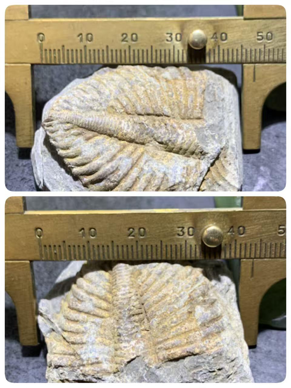 精美天然湘西三叶虫尾巴化石王冠虫张氏虫古生物化石标本原石一颗，