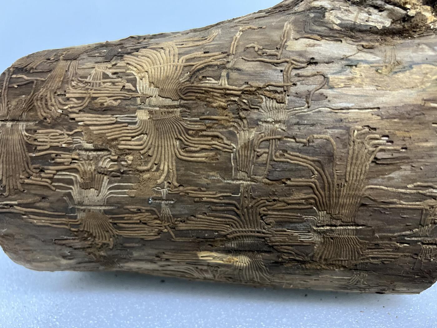 零元拍： 精品满虫花（无字天书）丁丁楠金丝楠 原木 墩子 圆凳 风水柱 横财（材），很难得的满虫花还带瘤花丁丁楠，做笔筒最佳选择， 这虫纹的金丝楠 大自然的鬼斧神工啊 画都画不出来，尺寸：21/14/15CM