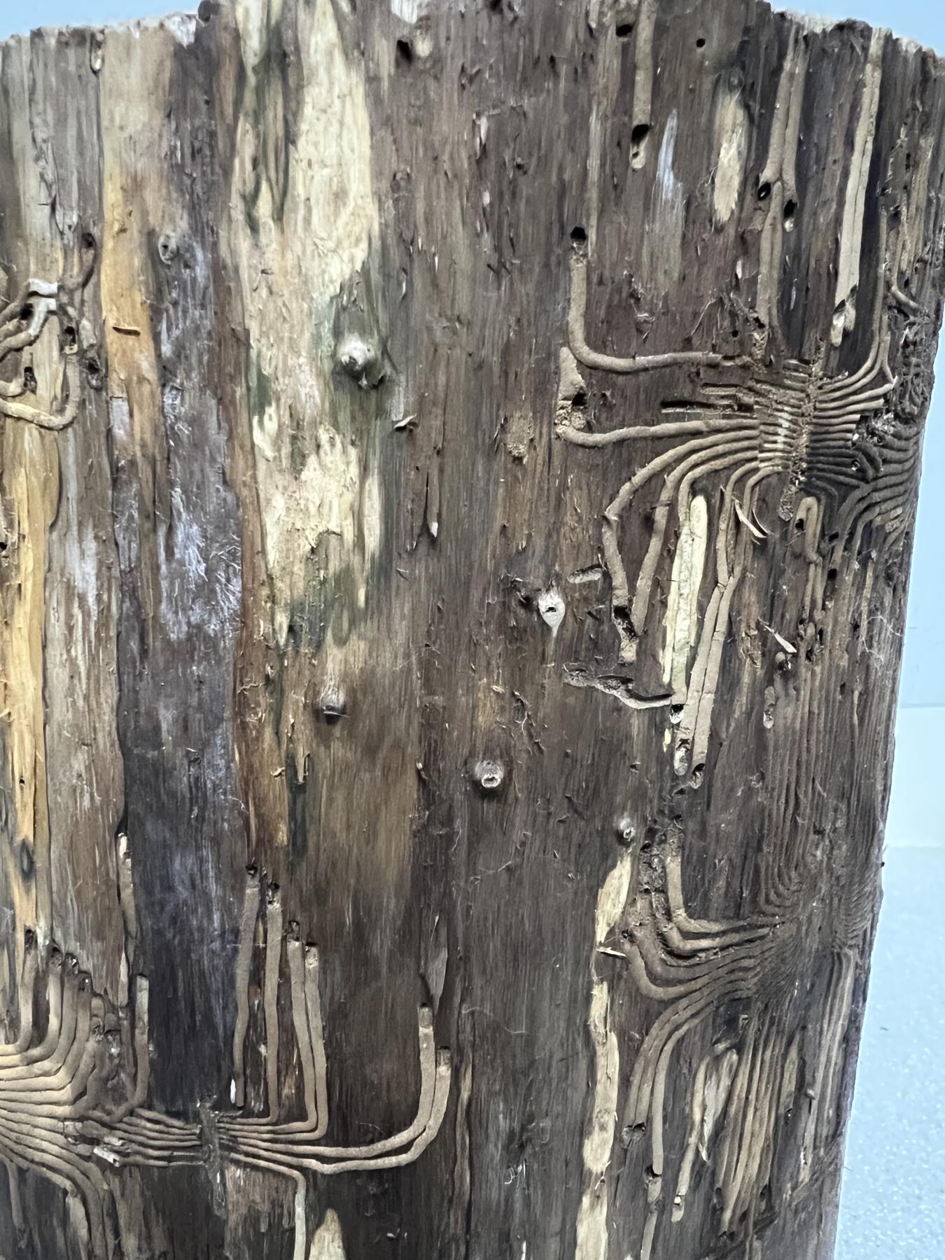 零元拍： 精品满虫花（无字天书）丁丁楠金丝楠 原木 墩子 圆凳 风水柱 横财（材），很难得的满虫花还带瘤花丁丁楠，做笔筒最佳选择， 这虫纹的金丝楠 大自然的鬼斧神工啊 画都画不出来，尺寸：21/14/15CM