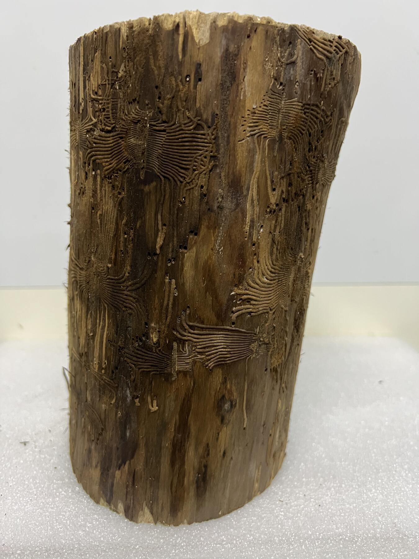 零元拍： 精品满虫花（无字天书）丁丁楠金丝楠 原木 墩子 圆凳 风水柱 横财（材），很难得的满虫花还带瘤花丁丁楠，做笔筒最佳选择， 这虫纹的金丝楠 大自然的鬼斧神工啊 画都画不出来，尺寸：21/14/15CM