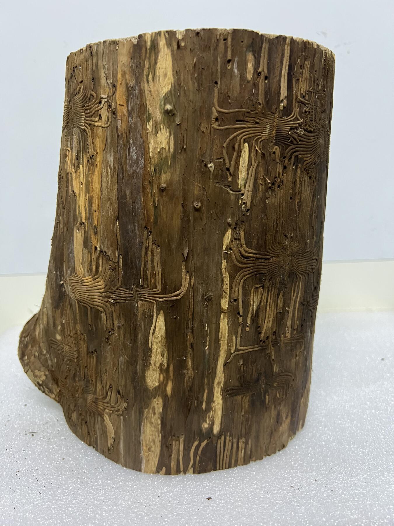 零元拍： 精品满虫花（无字天书）丁丁楠金丝楠 原木 墩子 圆凳 风水柱 横财（材），很难得的满虫花还带瘤花丁丁楠，做笔筒最佳选择， 这虫纹的金丝楠 大自然的鬼斧神工啊 画都画不出来，尺寸：21/14/15CM