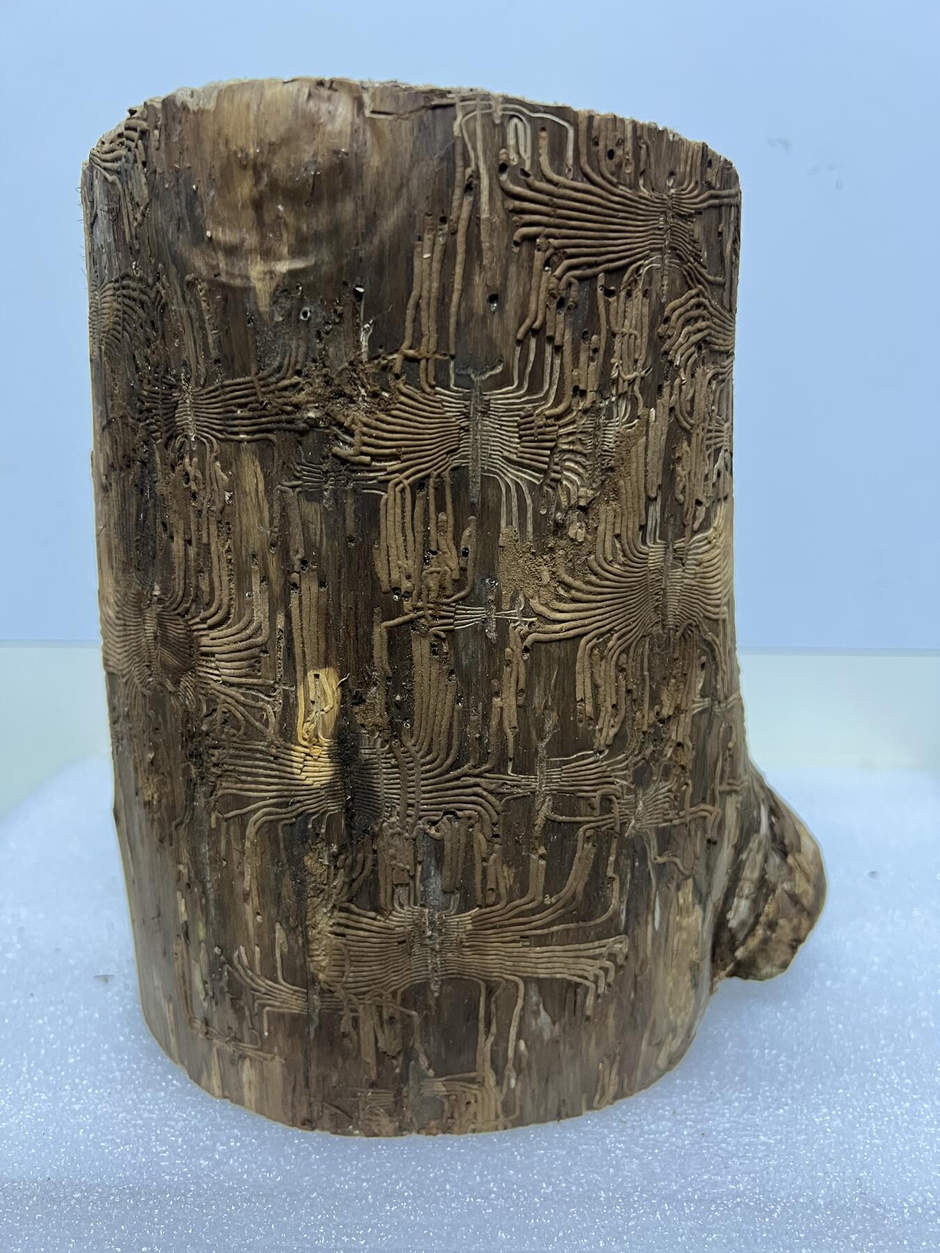 零元拍： 精品满虫花（无字天书）丁丁楠金丝楠 原木 墩子 圆凳 风水柱 横财（材），很难得的满虫花还带瘤花丁丁楠，做笔筒最佳选择， 这虫纹的金丝楠 大自然的鬼斧神工啊 画都画不出来，尺寸：21/14/15CM