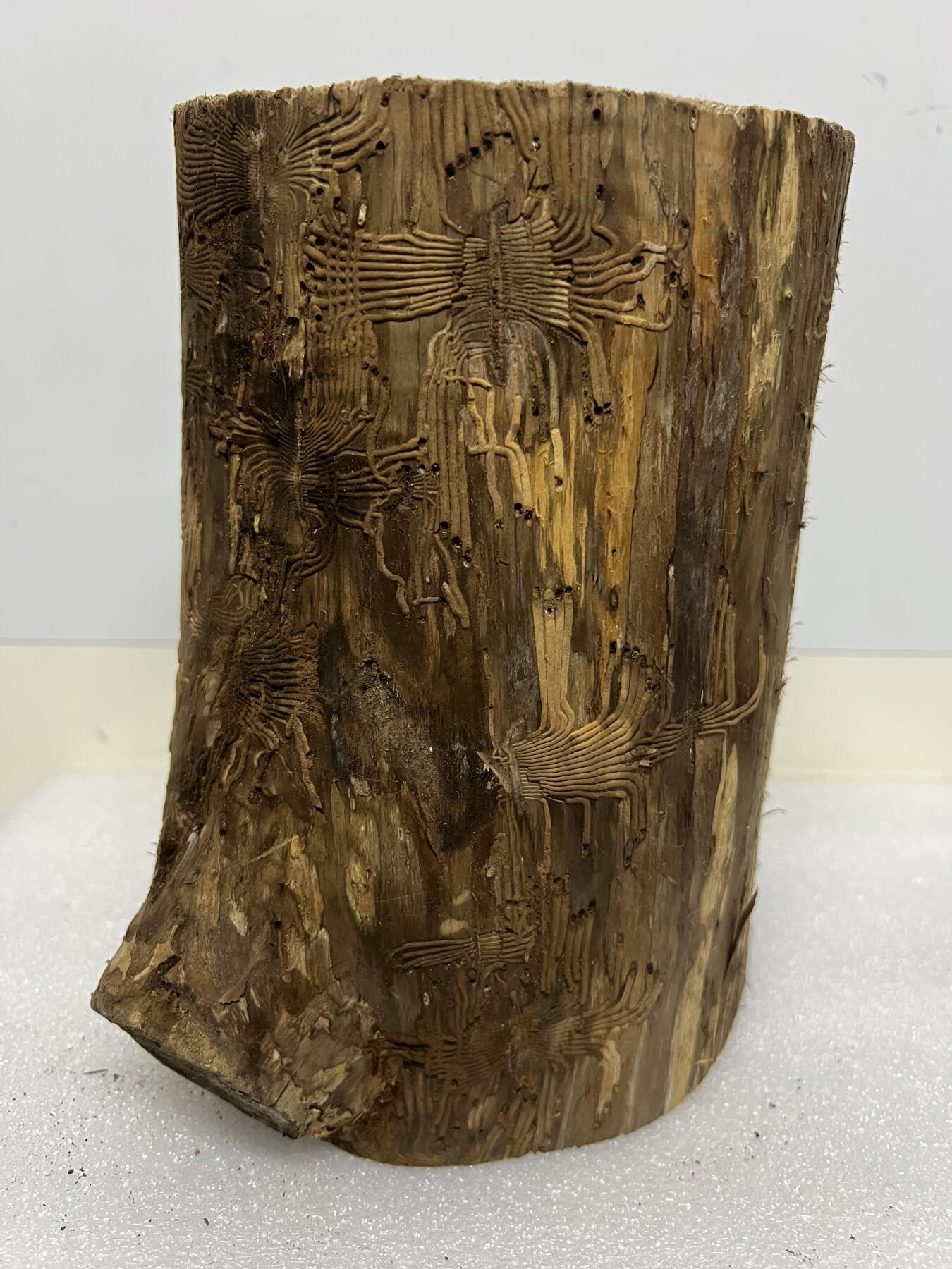 零元拍： 精品满虫花（无字天书）丁丁楠金丝楠 原木 墩子 圆凳 风水柱 横财（材），很难得的满虫花还带瘤花丁丁楠，做笔筒最佳选择， 这虫纹的金丝楠 大自然的鬼斧神工啊 画都画不出来，尺寸：21/14/15CM