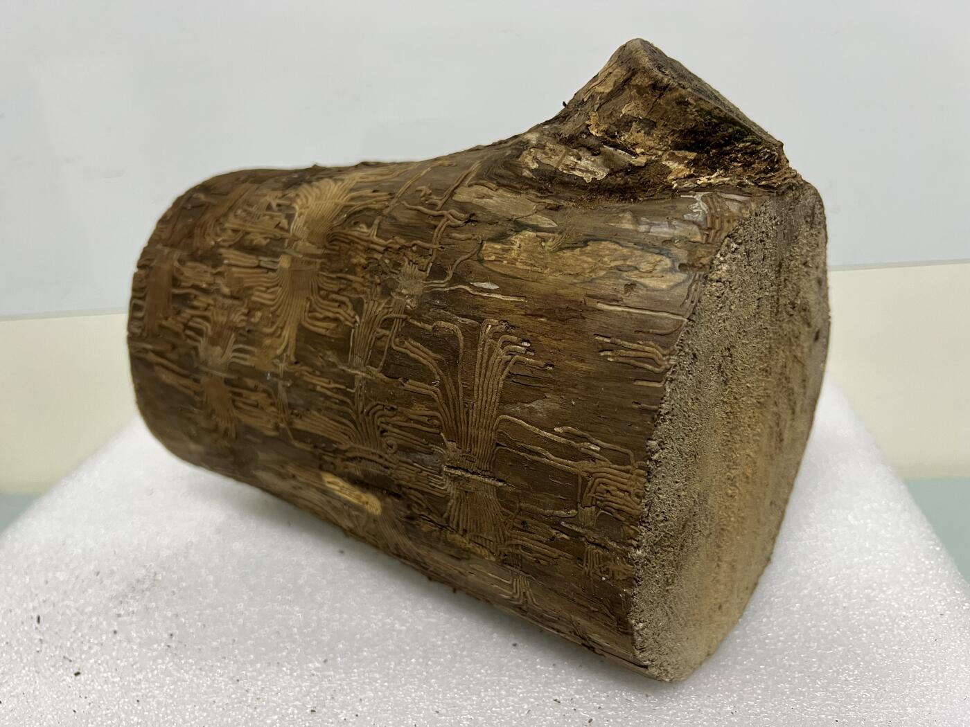 零元拍： 精品满虫花（无字天书）丁丁楠金丝楠 原木 墩子 圆凳 风水柱 横财（材），很难得的满虫花还带瘤花丁丁楠，做笔筒最佳选择， 这虫纹的金丝楠 大自然的鬼斧神工啊 画都画不出来，尺寸：21/14/15CM