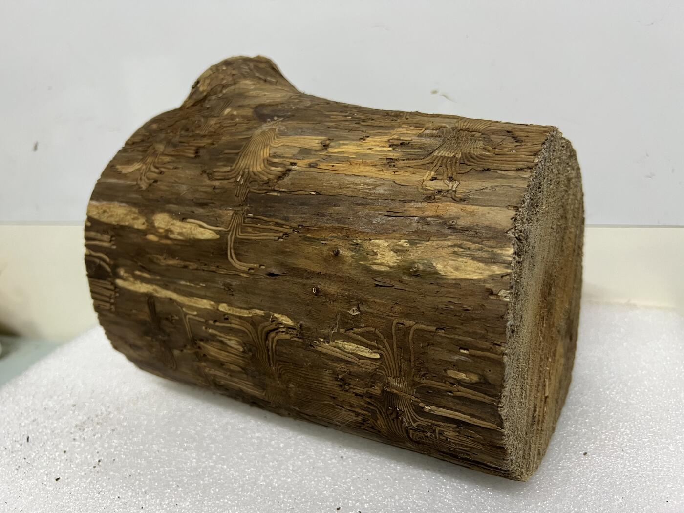 零元拍： 精品满虫花（无字天书）丁丁楠金丝楠 原木 墩子 圆凳 风水柱 横财（材），很难得的满虫花还带瘤花丁丁楠，做笔筒最佳选择， 这虫纹的金丝楠 大自然的鬼斧神工啊 画都画不出来，尺寸：21/14/15CM