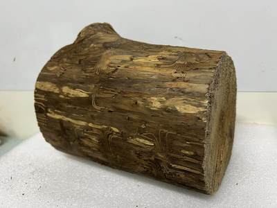 零元拍： 精品满虫花（无字天书）丁丁楠金丝楠 原木 墩子 圆凳 风水柱 横财（材），很难得的满虫花还带瘤花丁丁楠，做笔筒最佳选择， 这虫纹的金丝楠 大自然的鬼斧神工啊 画都画不出来，尺寸：21/14/15CM - 零元拍： 精品满虫花（无字天书）丁丁楠金丝楠 原木 墩子 圆凳 风水柱 横财（材），很难得的满虫花还带瘤花丁丁楠，做笔筒最佳选择， 这虫纹的金丝楠 大自然的鬼斧神工啊 画都画不出来，尺寸：21/14/15CM