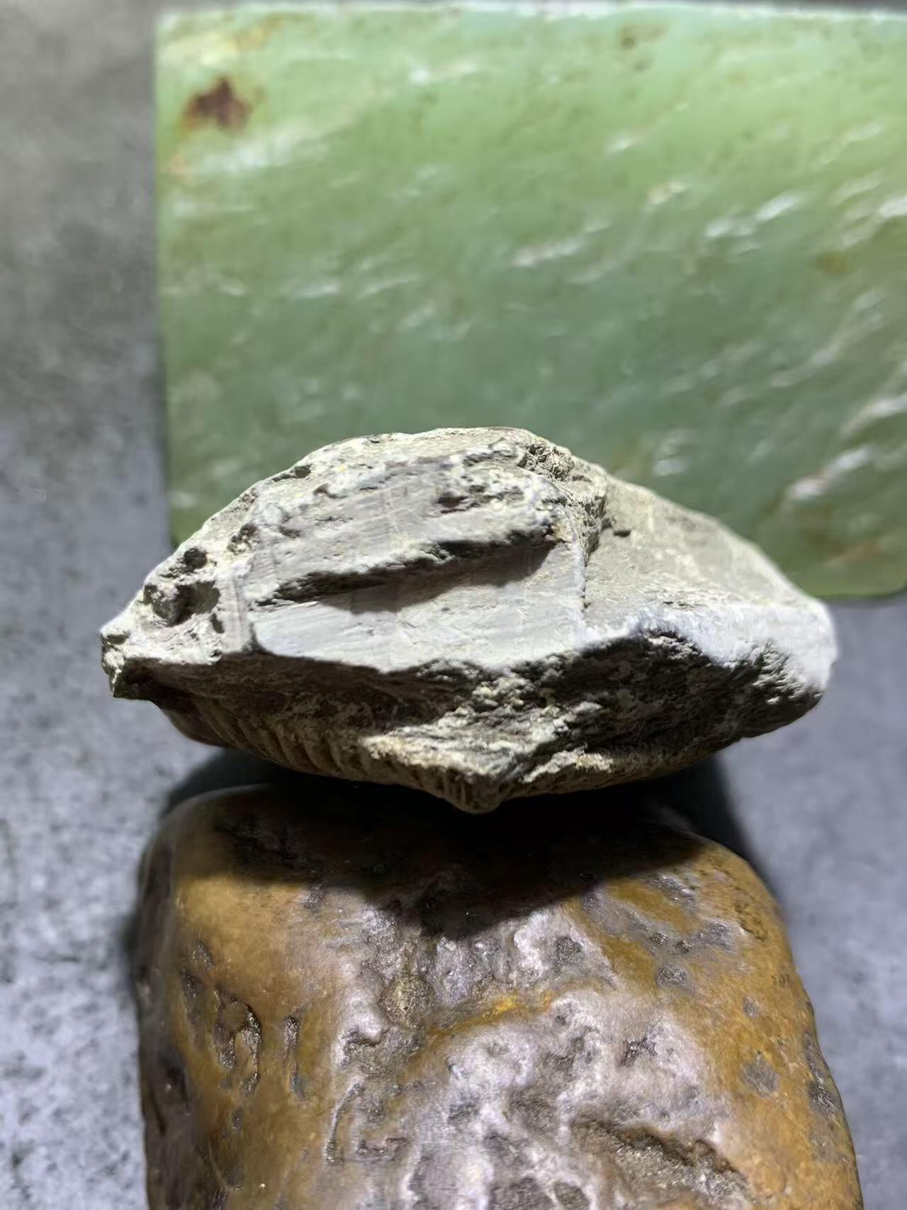 精美天然湘西三叶虫尾巴化石王冠虫张氏虫古生物化石标本原石一颗，