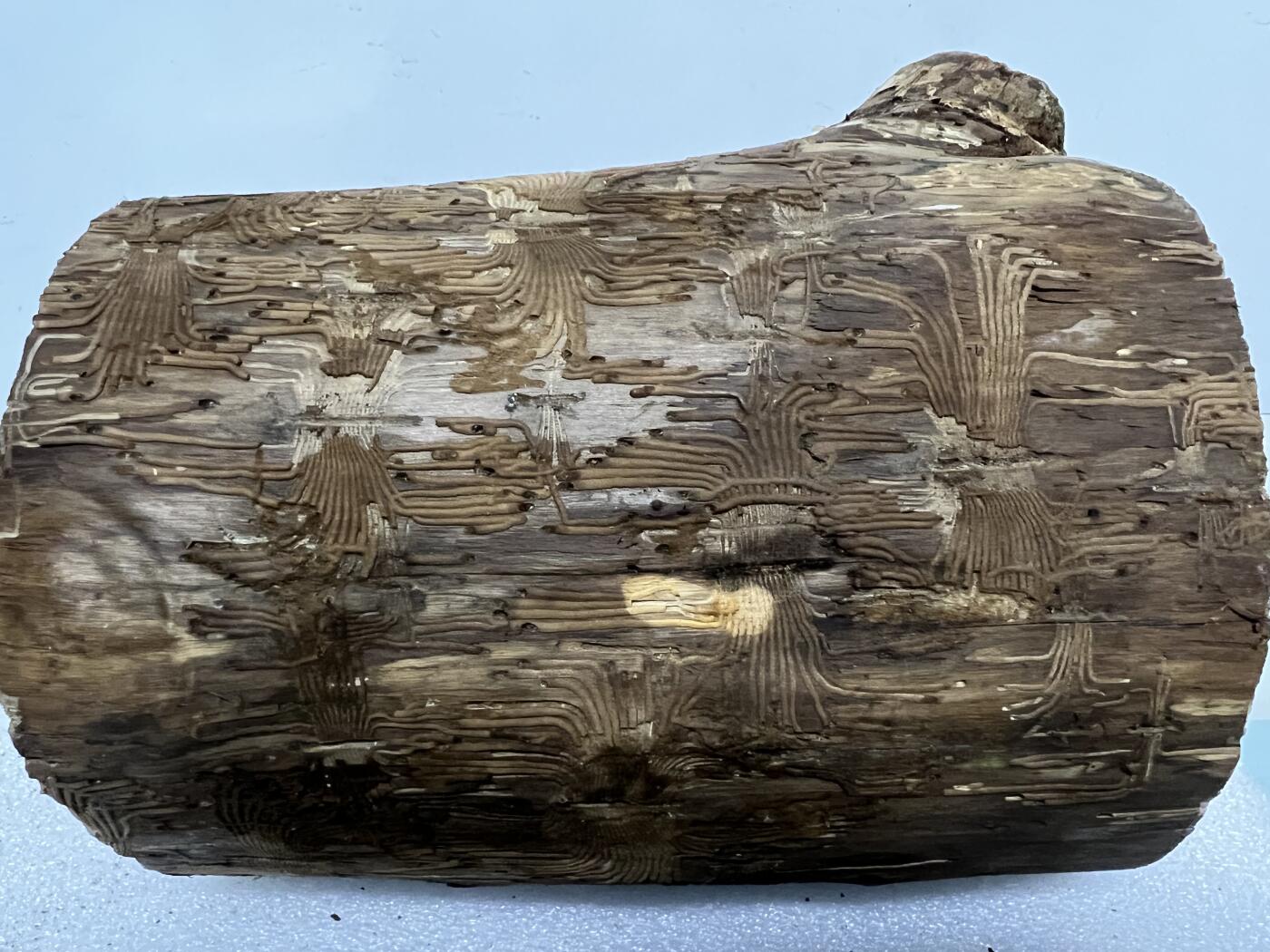 零元拍： 精品满虫花（无字天书）丁丁楠金丝楠 原木 墩子 圆凳 风水柱 横财（材），很难得的满虫花还带瘤花丁丁楠，做笔筒最佳选择， 这虫纹的金丝楠 大自然的鬼斧神工啊 画都画不出来，尺寸：21/14/15CM