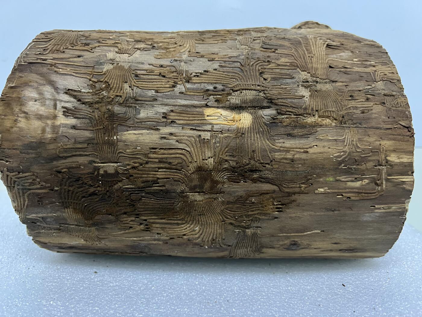 零元拍： 精品满虫花（无字天书）丁丁楠金丝楠 原木 墩子 圆凳 风水柱 横财（材），很难得的满虫花还带瘤花丁丁楠，做笔筒最佳选择， 这虫纹的金丝楠 大自然的鬼斧神工啊 画都画不出来，尺寸：21/14/15CM