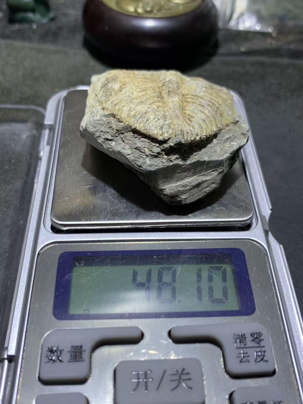 精美天然湘西三叶虫尾巴化石王冠虫张氏虫古生物化石标本原石一颗，