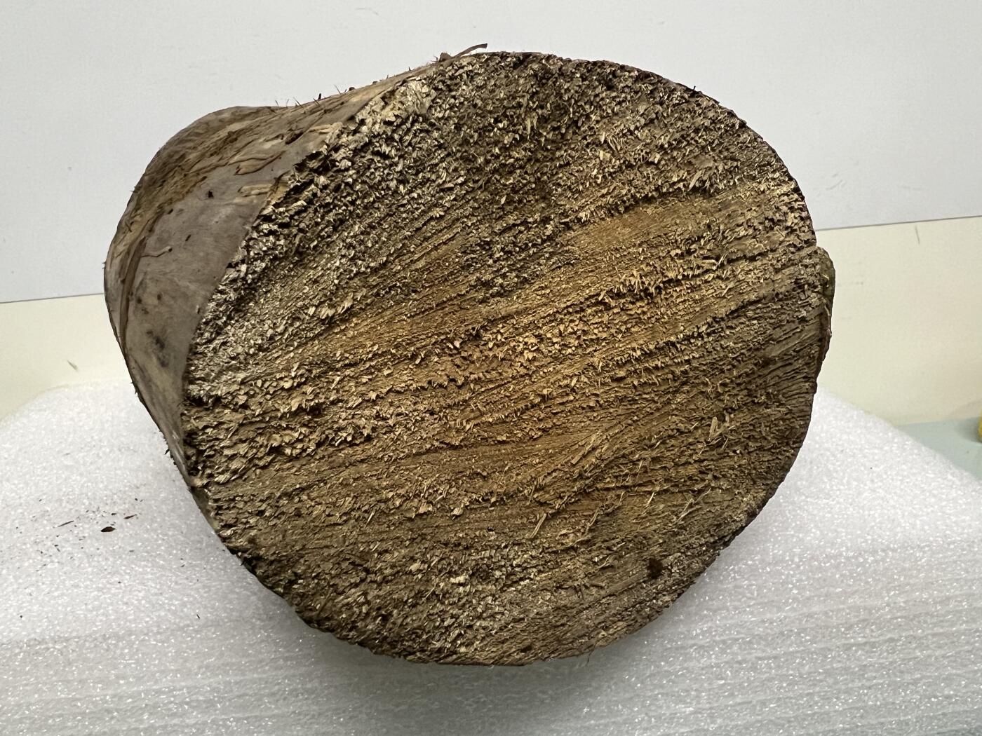 零元拍： 精品满虫花（无字天书）丁丁楠金丝楠 原木 墩子 圆凳 风水柱 横财（材），很难得的满虫花还带瘤花丁丁楠，做笔筒最佳选择， 这虫纹的金丝楠 大自然的鬼斧神工啊 画都画不出来，尺寸：21/14/15CM