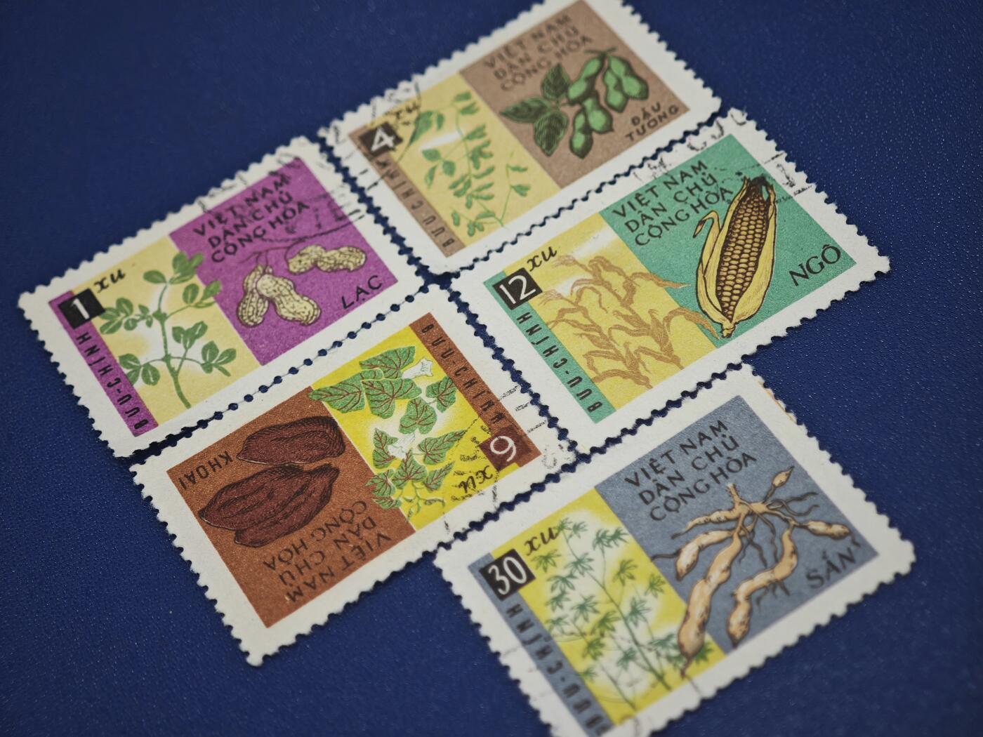 橙子收藏第八期(社会主义国家邮票专场)  越南民主共和国（北越）农业作物系列邮票（5枚）  这是一套北越时期发行的粮食与经济作物主题邮票，通过鲜明的色块对比与写实插画，展现了越南本土重要的农产品，是北越农业宣传与经济建设的代表性作品。
