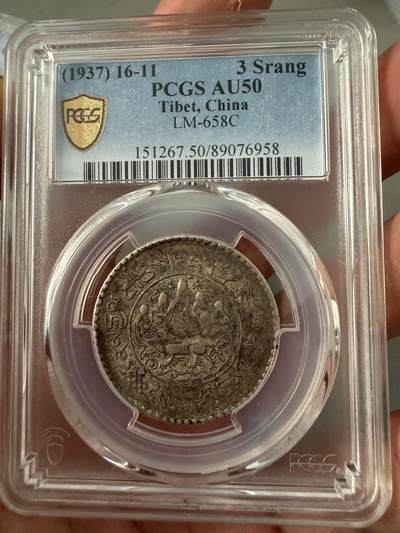 PC50味道大桑松果木 - PC50味道大桑松果木