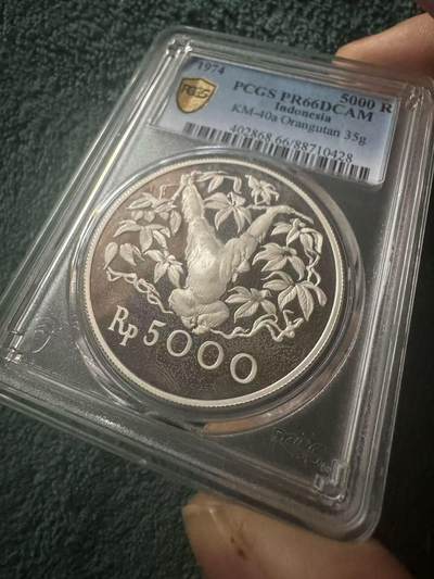 【礼羽收藏】🌏世界钱币拍卖第132期 - 印度尼西亚1974年红毛猩猩5000卢比精制银币PCGS-PR66DCAM，直径42mm，重35g，925银，发行量17000枚。PROOF精制币，币面清爽干净又舒适，转光强烈细节优秀，状态极佳。