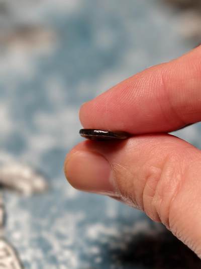 抚柳草堂-第二十八期章牌钱币  奖章勋章 满百包邮 放漏专场 三佛齐王国末期至满者伯夷王国早期打制小银币 1.2g重 正面有檀香花徽记，背面爪哇岛文，面值1 Unit或称Masa