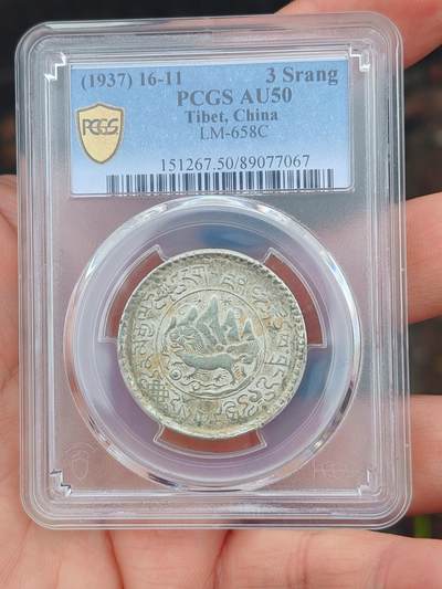 PC50大桑松果木 - PC50大桑松果木