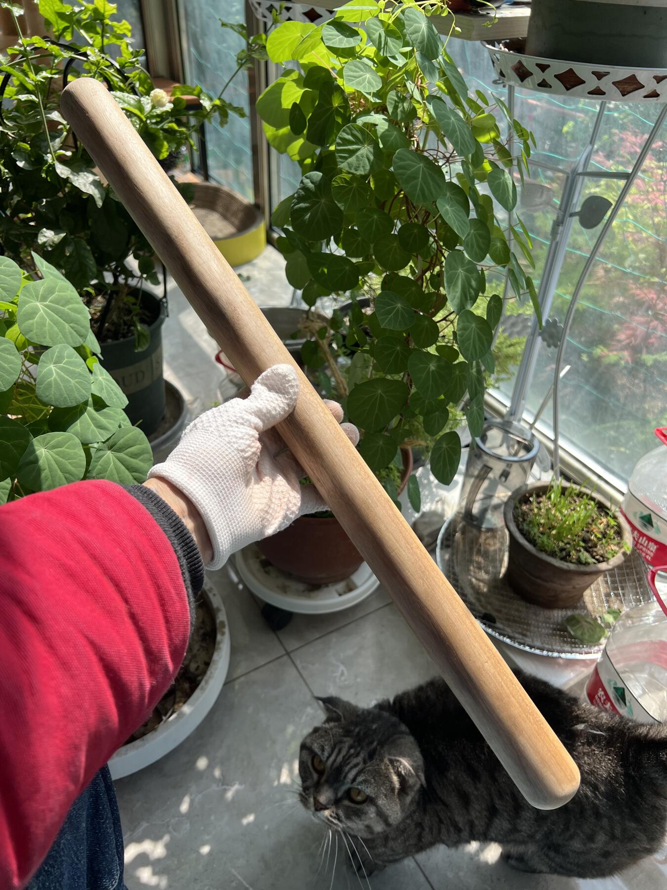 零元拍：金丝楠擀面杖文玩棍，无漆无蜡，尺寸约：60/4CM