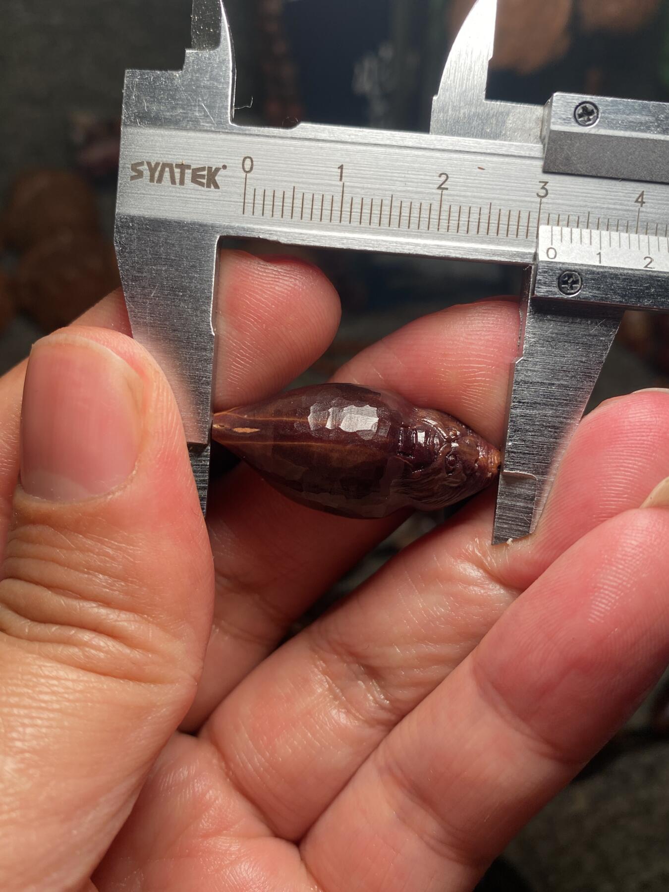 捡漏苏州非物质文化遗产，核雕艺术老苏工 福利苏工核雕纯手工老手艺名家王红秋老师雕刻异型紫核全刀工福禄钟馗百态，雕工深峻，个性十足，等待有缘人，尺寸1。5x3。15喜欢的来