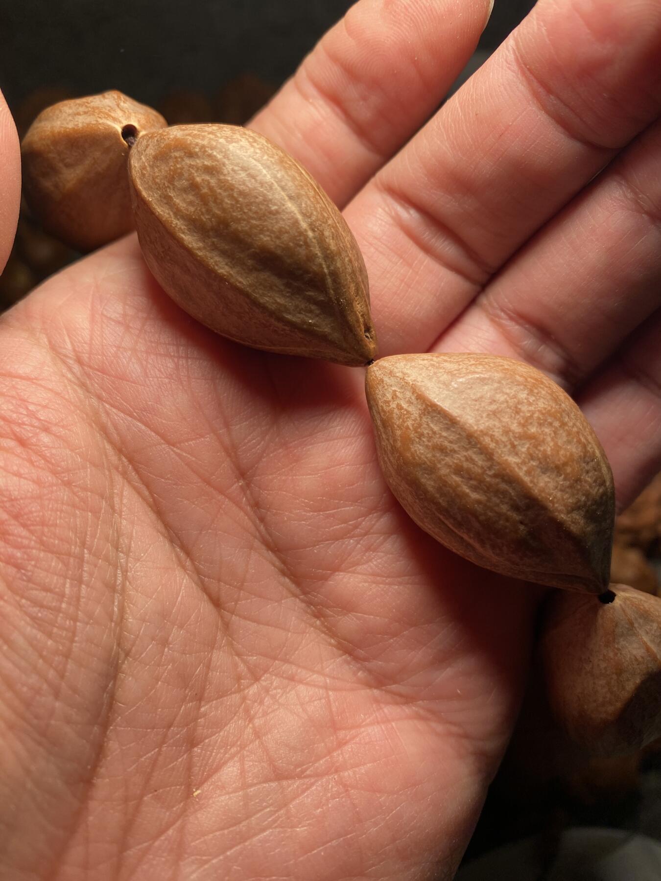 捡漏苏州非物质文化遗产，核雕艺术老苏工 福利苏工核雕，超大梅林，扭转乾坤，原皮手持，个性十足，等待有缘人，市场无同款，尺寸2。3x4.05喜欢的来