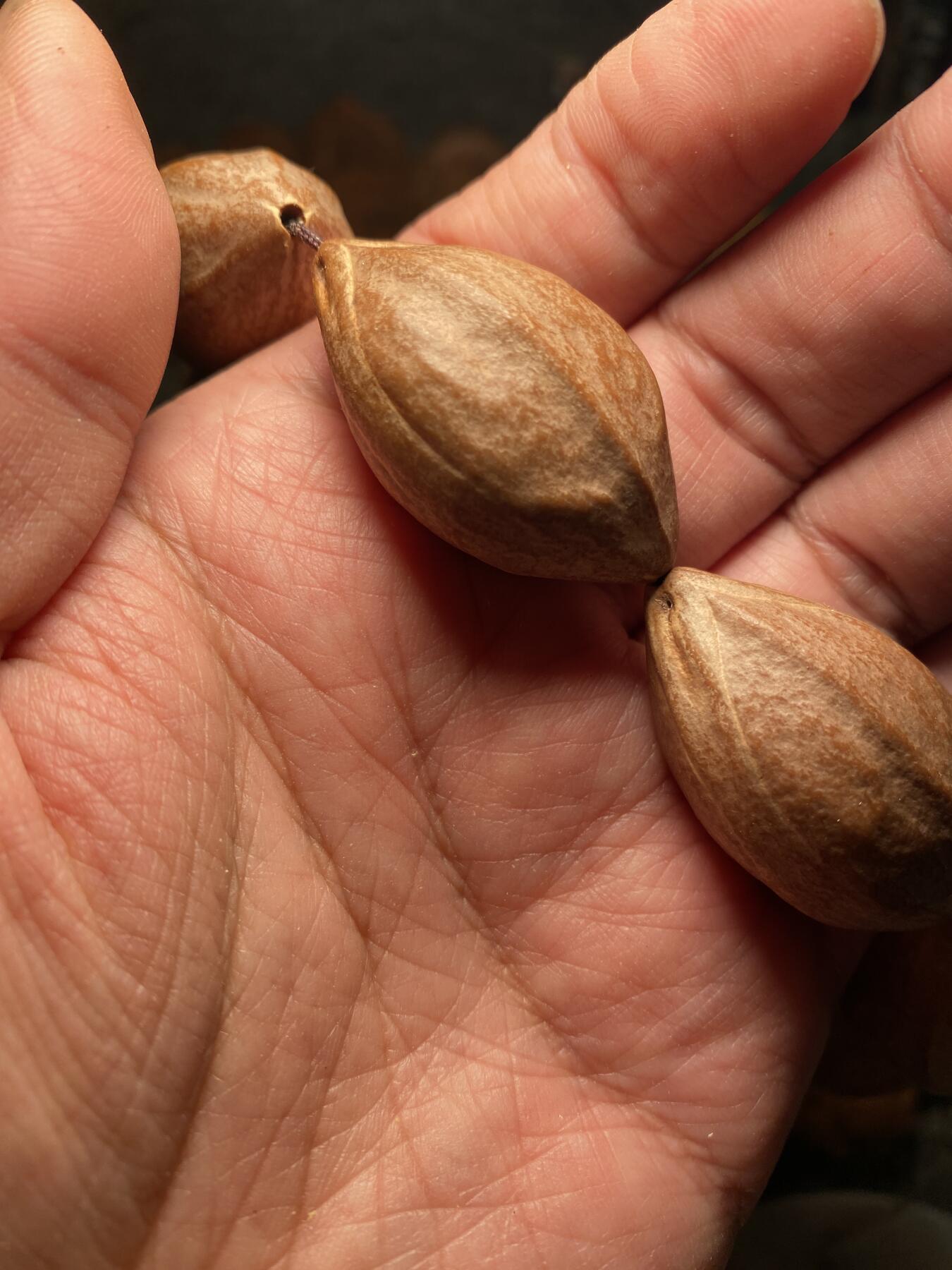 捡漏苏州非物质文化遗产，核雕艺术老苏工 福利苏工核雕，超大梅林，扭转乾坤，原皮手持，个性十足，等待有缘人，市场无同款，尺寸2。3x4.05喜欢的来