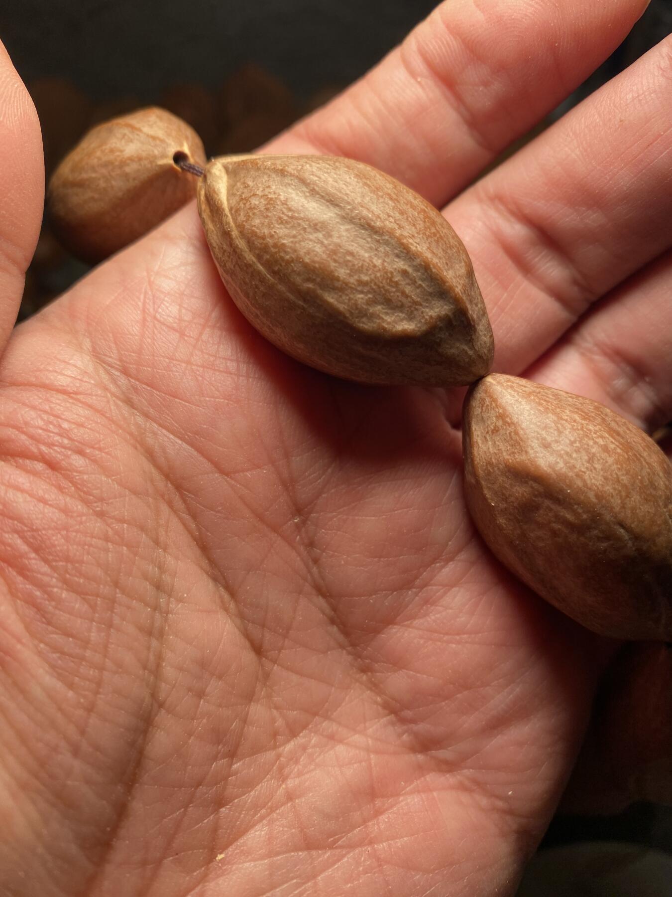 捡漏苏州非物质文化遗产，核雕艺术老苏工 福利苏工核雕，超大梅林，扭转乾坤，原皮手持，个性十足，等待有缘人，市场无同款，尺寸2。3x4.05喜欢的来