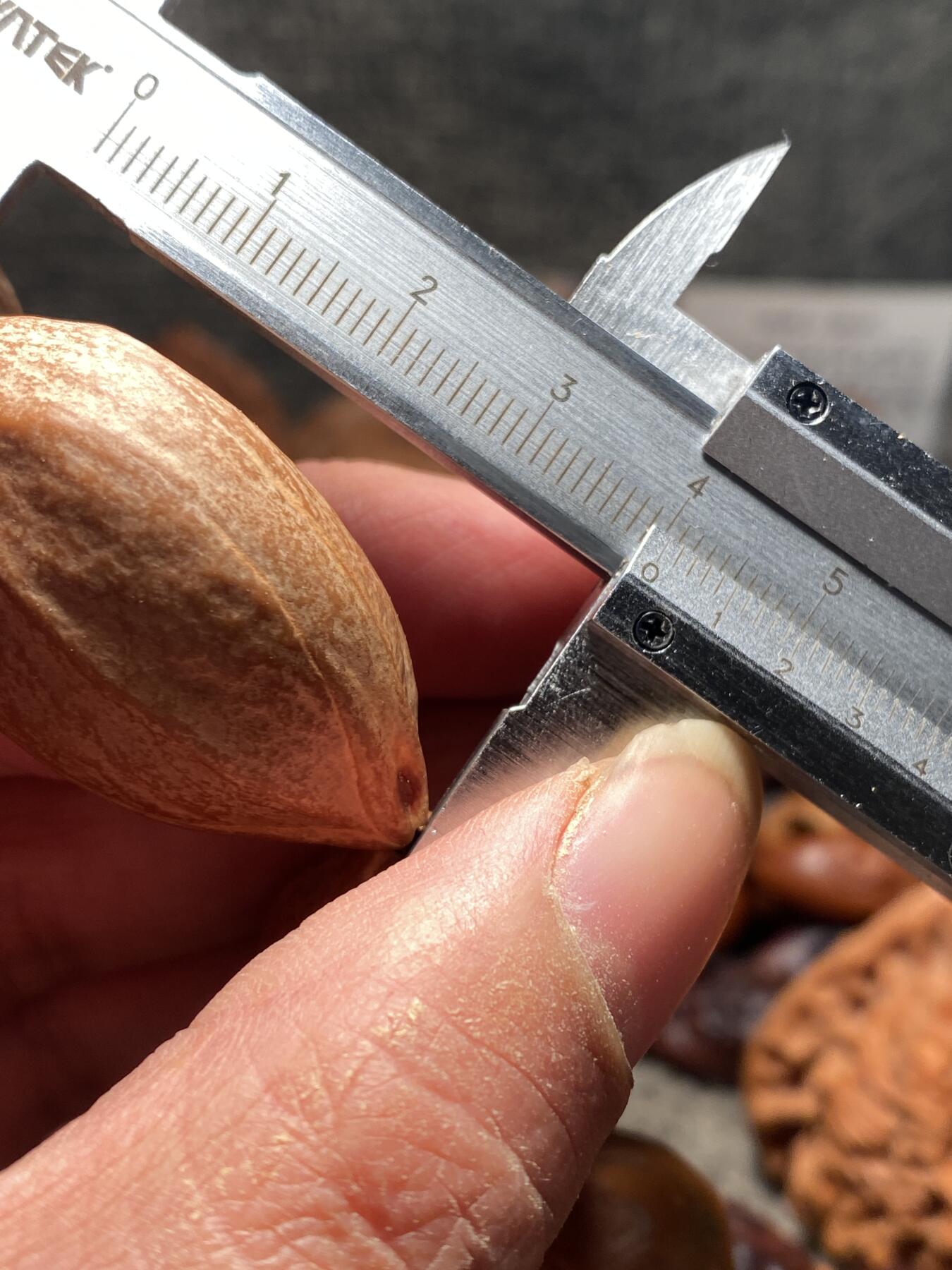 捡漏苏州非物质文化遗产，核雕艺术老苏工 福利苏工核雕，超大梅林，扭转乾坤，原皮手持，个性十足，等待有缘人，市场无同款，尺寸2。3x4.05喜欢的来