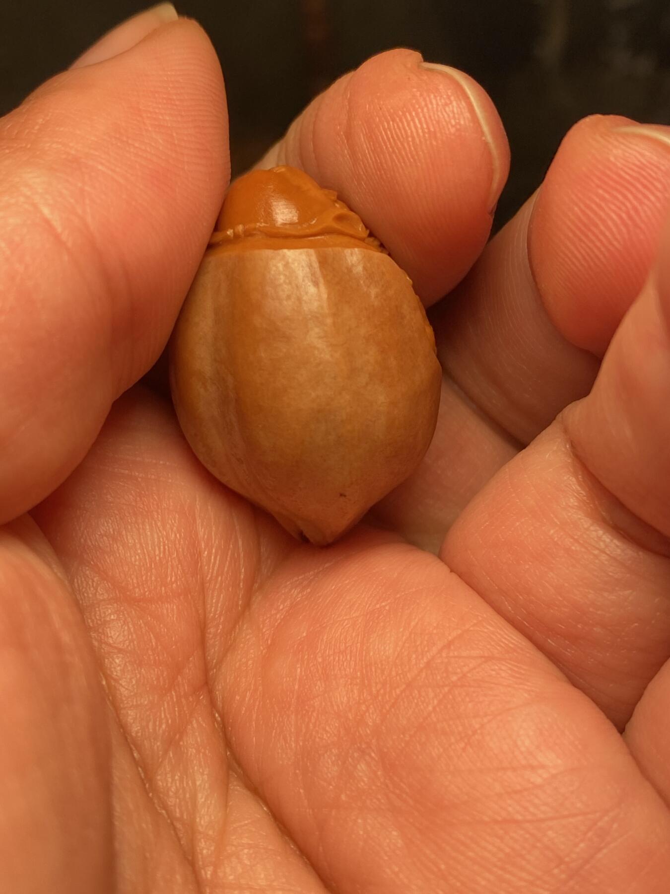 捡漏苏州非物质文化遗产，核雕艺术老苏工 福利苏工核雕纯手工钟馗单籽，雕工深峻，个性十足，等待有缘人，尺寸2.4x3。15喜欢的来