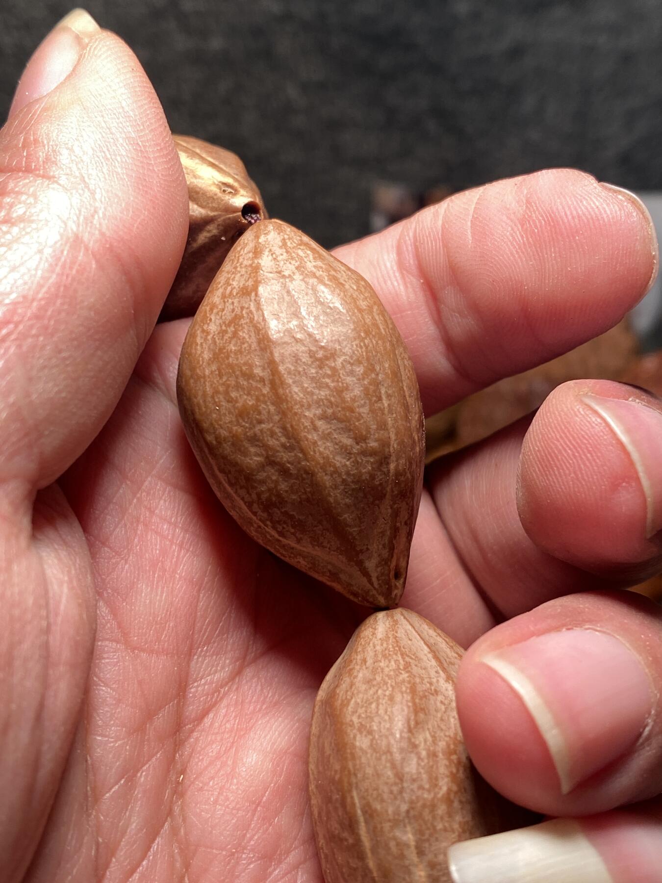 捡漏苏州非物质文化遗产，核雕艺术老苏工 福利苏工核雕，超大梅林，扭转乾坤，原皮手持，个性十足，等待有缘人，市场无同款，尺寸2。3x4.05喜欢的来