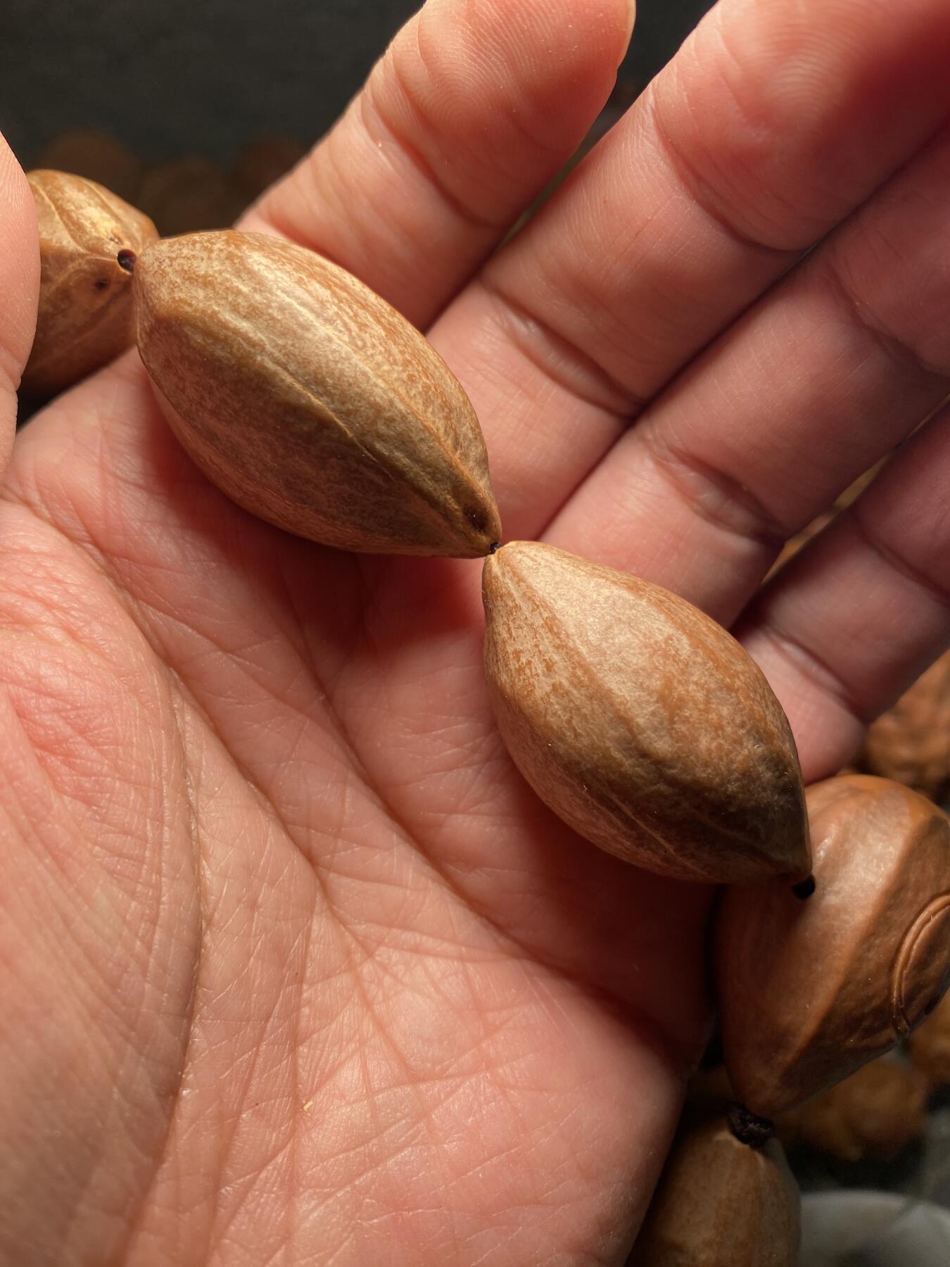 捡漏苏州非物质文化遗产，核雕艺术老苏工 福利苏工核雕，超大梅林，扭转乾坤，原皮手持，个性十足，等待有缘人，市场无同款，尺寸2。3x4.05喜欢的来