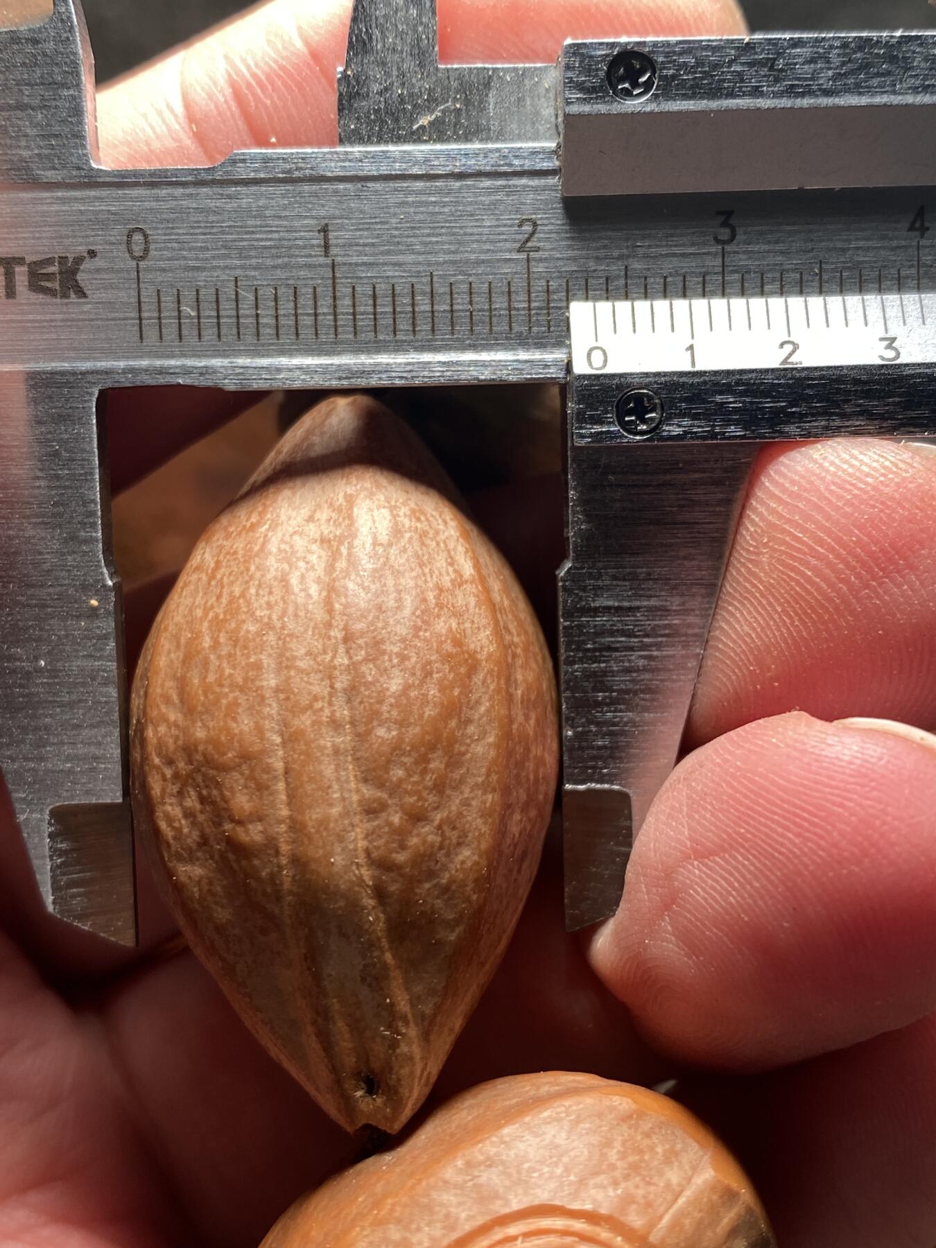 捡漏苏州非物质文化遗产，核雕艺术老苏工 福利苏工核雕，超大梅林，扭转乾坤，原皮手持，个性十足，等待有缘人，市场无同款，尺寸2。3x4.05喜欢的来