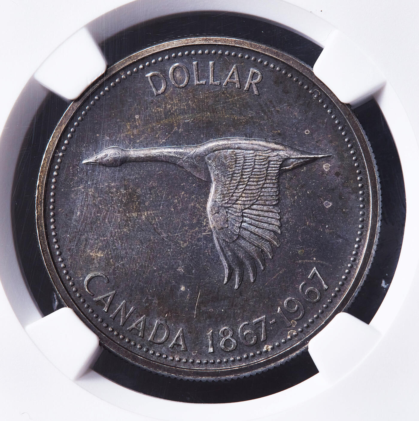 【俄甄集藏】满园春色-2026年(051)04-22星期三 晚 19:30 全场包邮 加拿大1967年纪念加拿大成立100周年加拿大鹅1元银币，NGC MS64，重23.33克，800银，原味酱彩包浆，币完好，划痕为盒子上