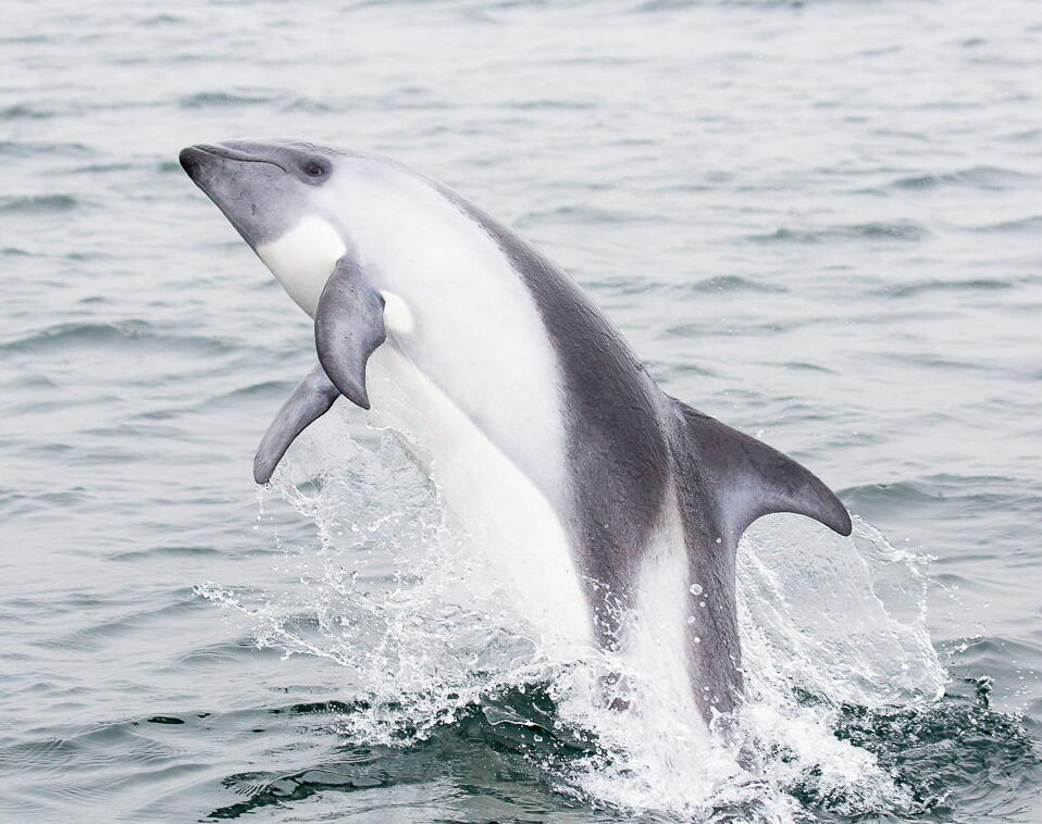 【俄甄集藏】满园春色-2026年(051)04-22星期三 晚 19:30 全场包邮 英属福克兰群岛1998年野生动物保护基金-皮氏斑纹海豚50便士精制大银币，NGC PF68UC，重28.28克，925银，少见品种，唯一季军