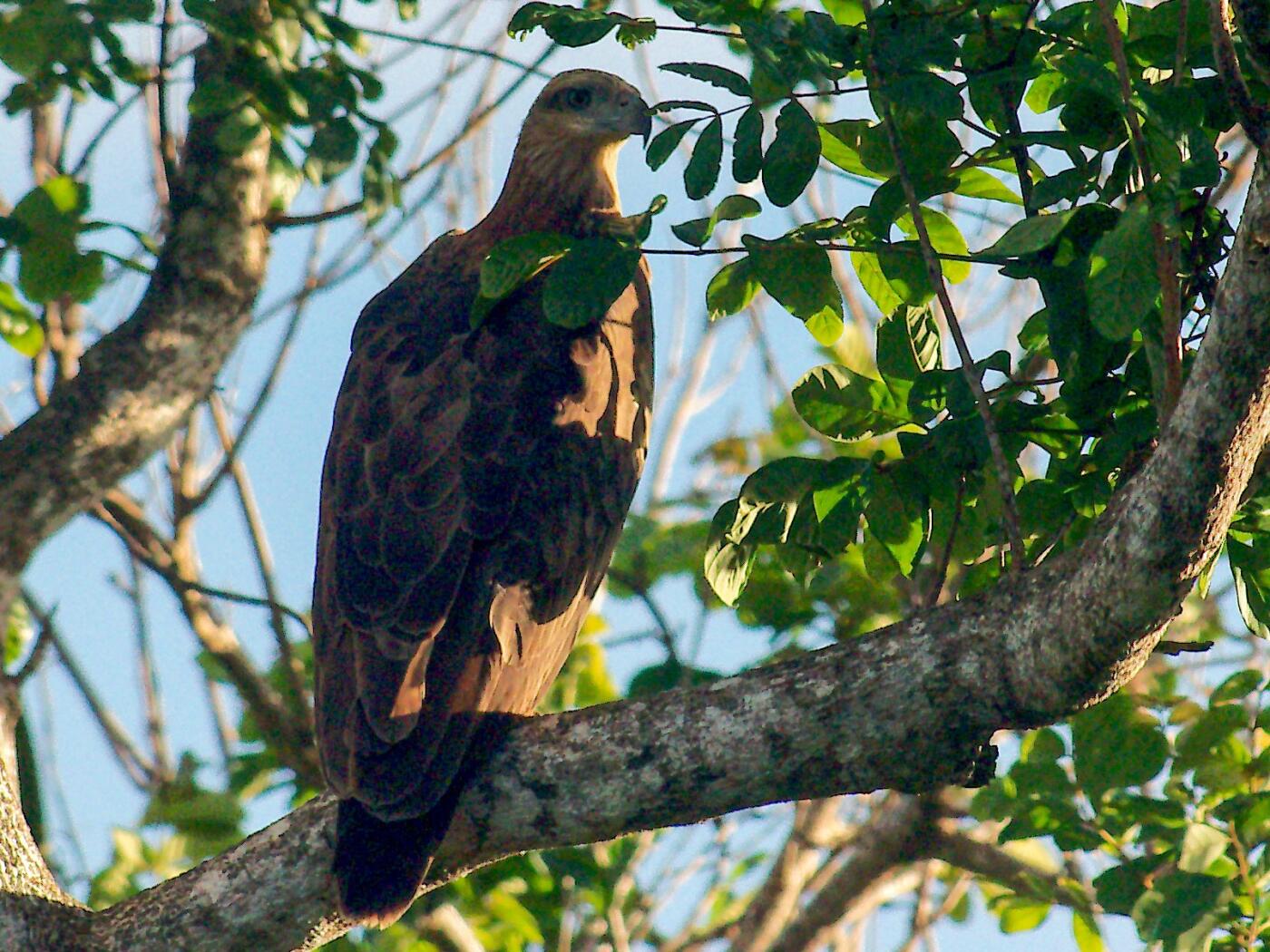 【俄甄集藏】满园春色-2026年(051)04-22星期三 晚 19:30 全场包邮 所罗门群岛1998年自然保护系列-所罗门海钓1元精制大银币，NGC PF68UC，重28.28克，925银，稀少品种，季军