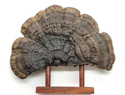 博洋堂“生趣盎然”4月精品专场暨第169期（全场包邮） 日本藏家墨屏一件，上面的钱币有真有假，40*32cm