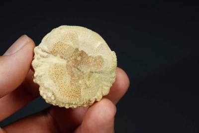 上海都达杂项专场103【全场包邮】  实心玉竹《金蟾》小摆件71-222