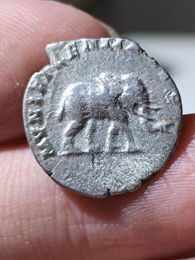 星盘世界钱币 5.2年度精品币大拍 一周年抽奖活动 塞维鲁第纳尔，发行于公元196-197年，罗马造币厂。背面大象，币文MVNIFICENTIA AVG，慷慨的奥古斯都。这类硬币上的大象，是当时用于庆典活动的，以此来表示皇帝慷慨地为市民准备活动。