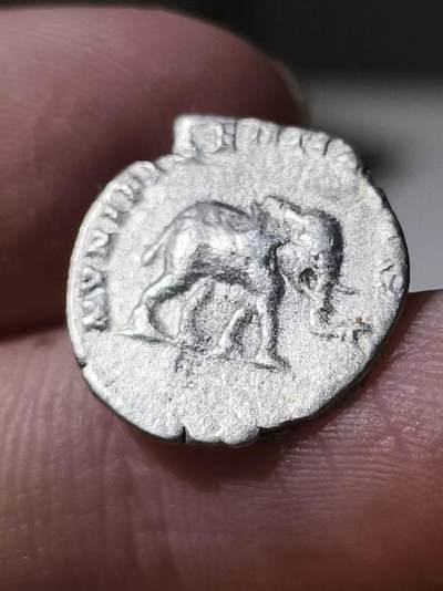 星盘世界钱币 5.2年度精品币大拍 一周年抽奖活动 塞维鲁第纳尔，发行于公元196-197年，罗马造币厂。背面大象，币文MVNIFICENTIA AVG，慷慨的奥古斯都。这类硬币上的大象，是当时用于庆典活动的，以此来表示皇帝慷慨地为市民准备活动。