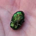 古代钱币收藏者