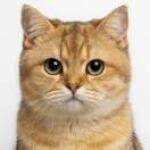 大王叫我来巡山